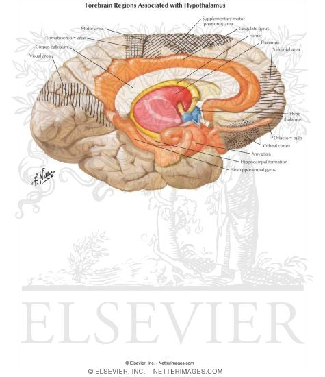 Forebrain Regions Associated with the Hypothalamus
