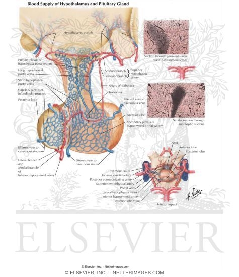 Watermarked preview of labeled image: Hypophyseal Portal Vasculature