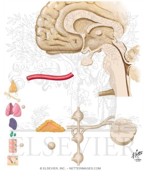 Watermarked preview of unlabeled image: Neuroimmunomodulation