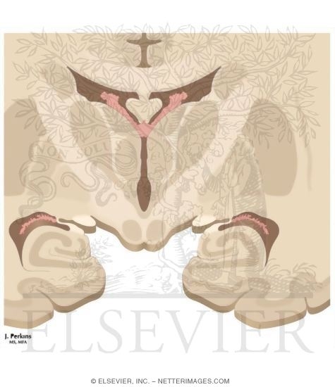Hippocampal Formation: General Anatomy