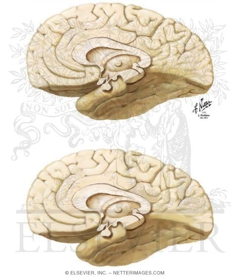 Major Afferent and Efferent Connections of the Septal Nuclei