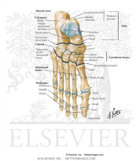 labeled tarsals