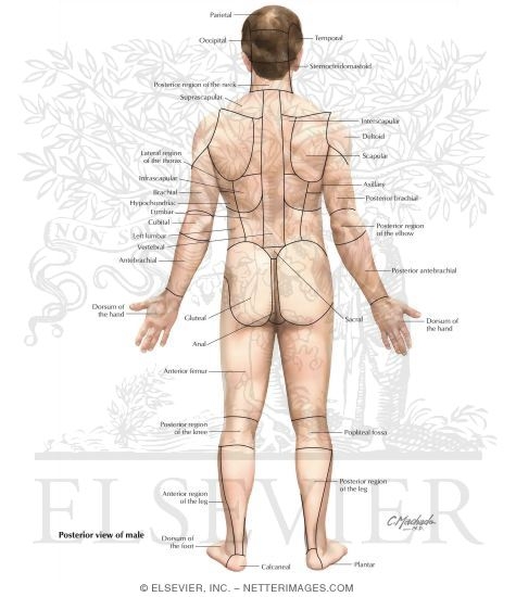 labeled anatomical position diagram