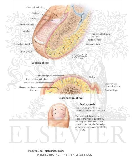 Watermarked preview of labeled image: Anatomy of the Toenail