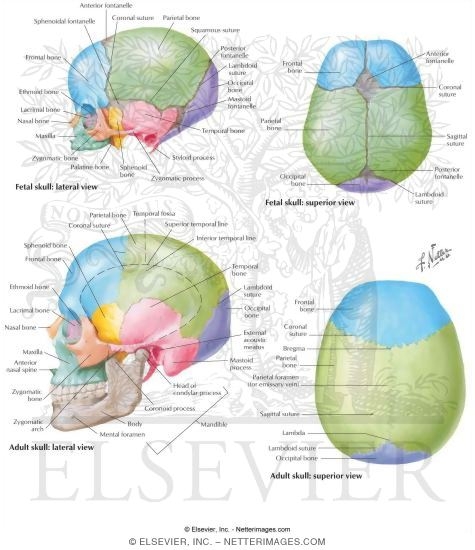 unlabeled skull