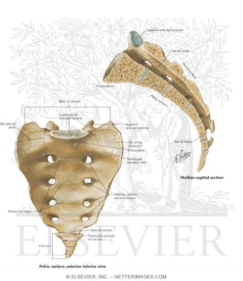 Sacrum and Coccyx