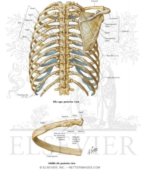 Watermarked preview of labeled image: Thorax