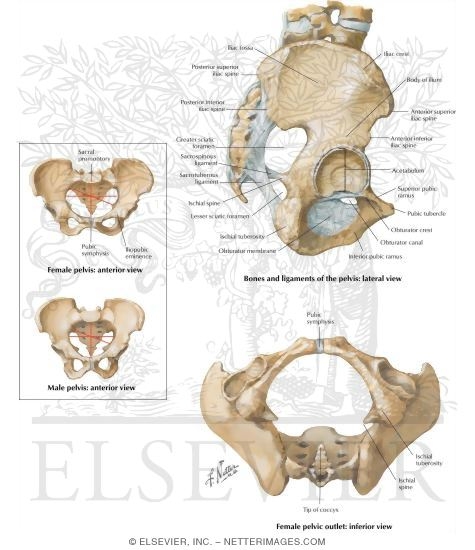 Pelvis