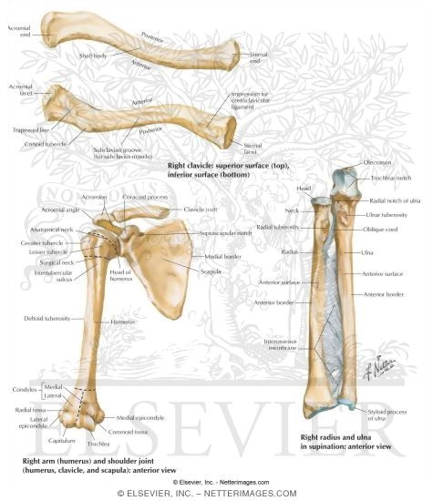 Upper Limb