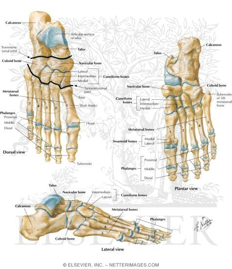 Foot
