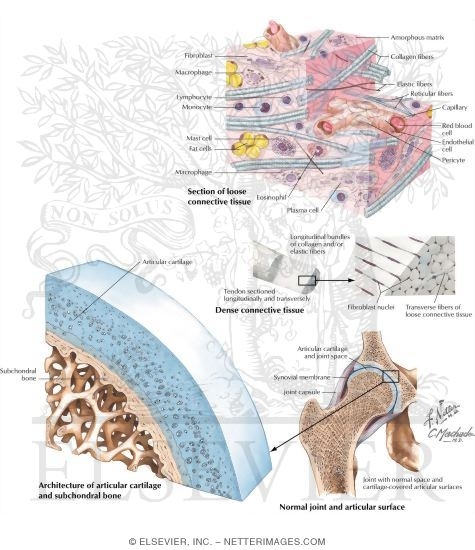 Watermarked preview of labeled image: Joints and Ligaments