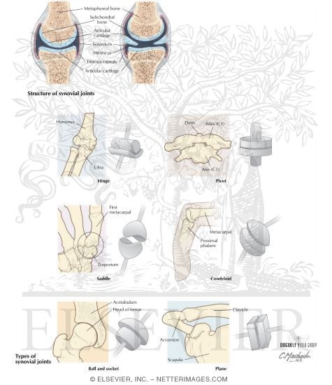 Watermarked preview of labeled image: Types of Joints