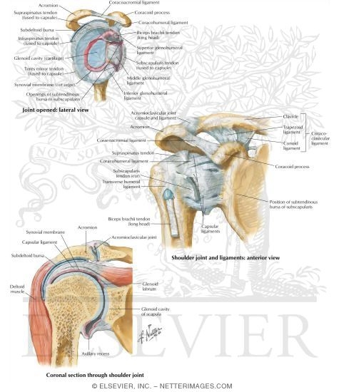 Joints and Ligaments of the Shoulder