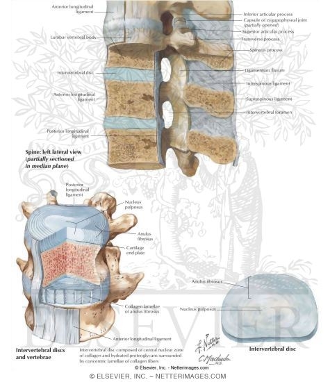 Watermarked preview of labeled image: Ligaments of the Spine