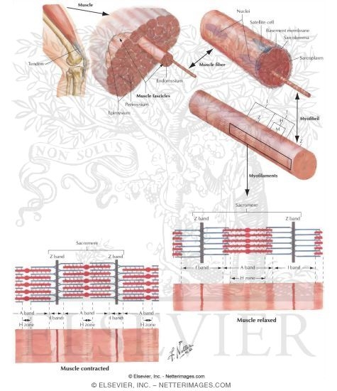 Watermarked preview of labeled image: The Muscular System