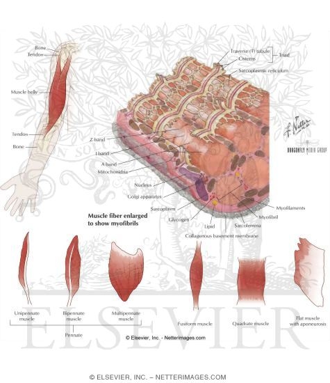 Watermarked preview of labeled image: Types of Muscles