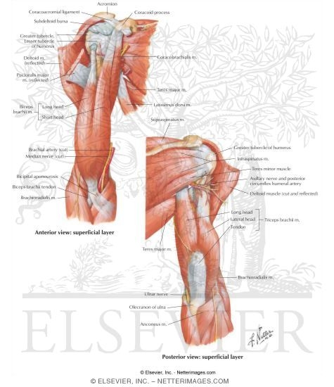 Muscles In The Upper Arm