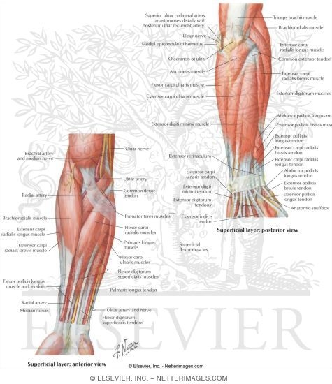 Muscles of the Lower Arm