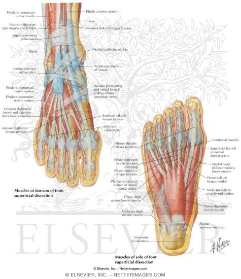 Muscles of the Foot