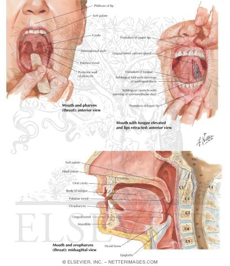 Mouth