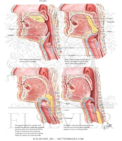 Swallowing