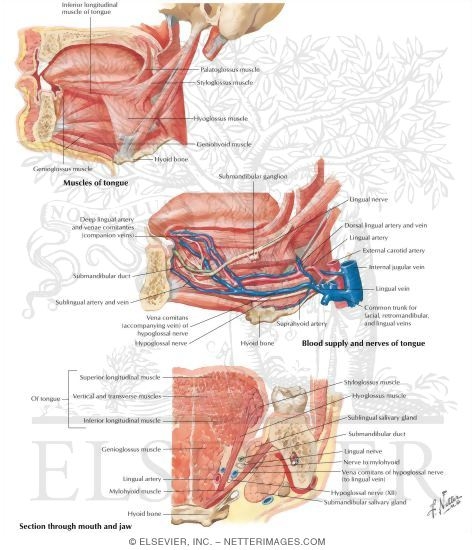 Watermarked preview of labeled image: Tongue