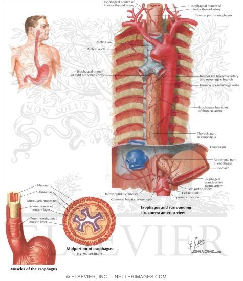 Esophagus