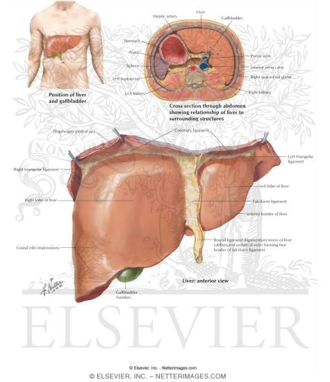 Watermarked preview of labeled image: Liver