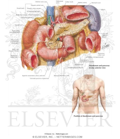 Duodenum
