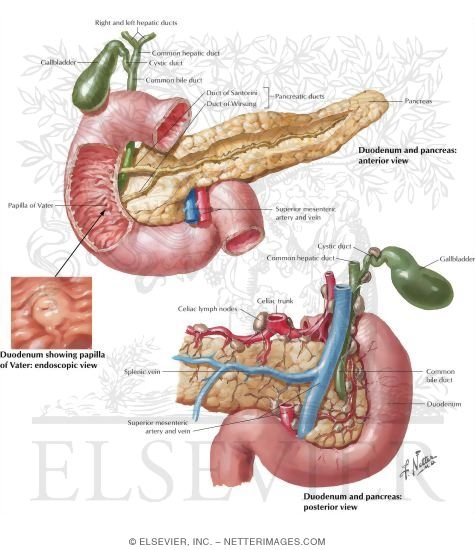 Pancreas