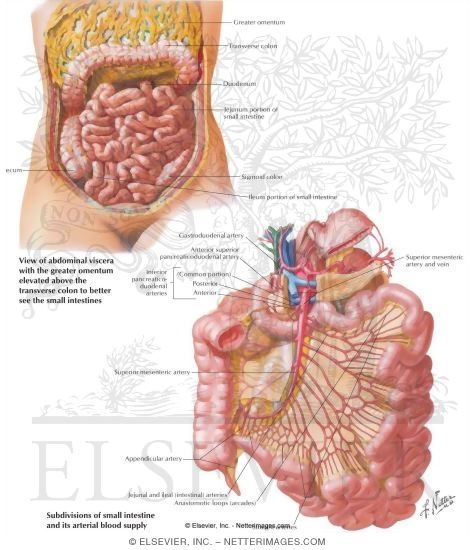Watermarked preview of labeled image: Small Intestine