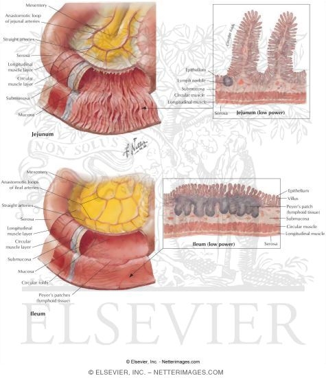Small Intestine