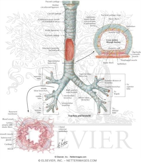 Trachea and Bronchi