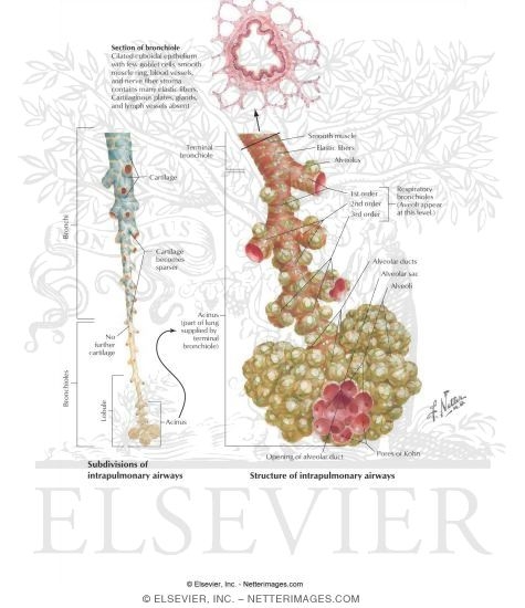 Bronchioles and Alveoli