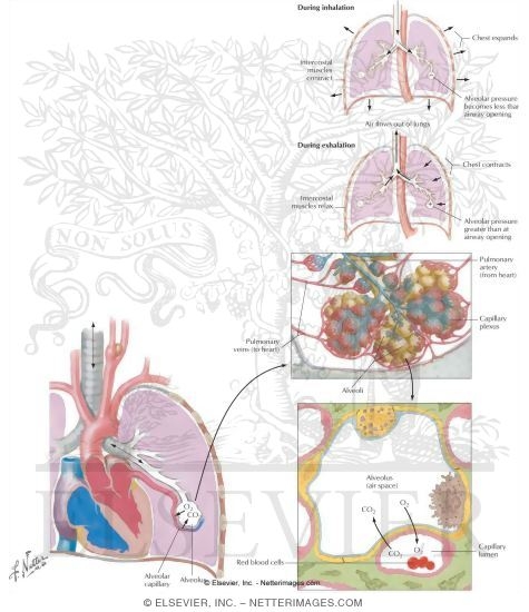 Watermarked preview of labeled image: Gas Exchange