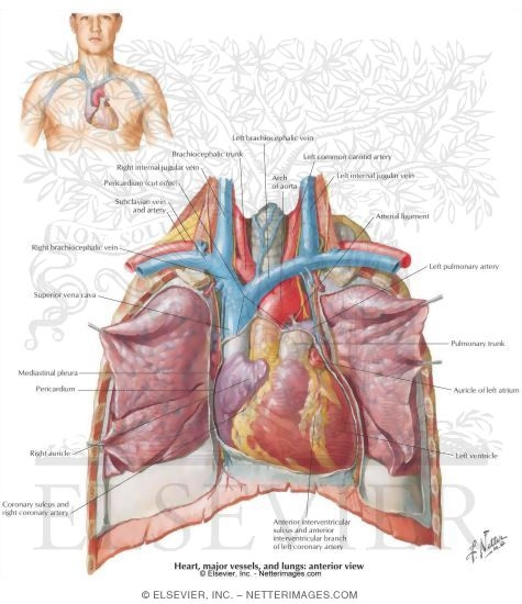 Heart