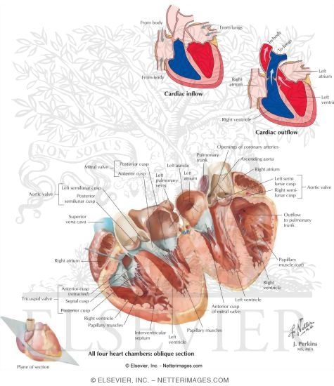 Watermarked preview of labeled image: Heart As Pump