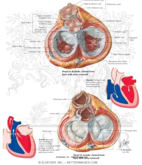 Heart Valves