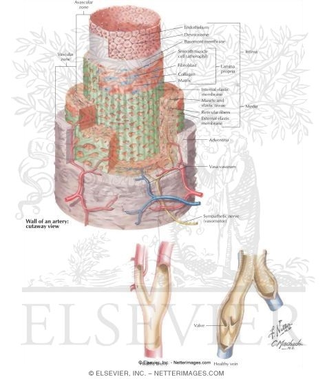 Watermarked preview of labeled image: Arterial and Venous Structures