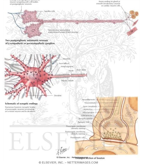 Watermarked preview of labeled image: Neurons and Synapses