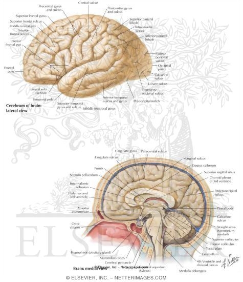 Watermarked preview of labeled image: The Brain