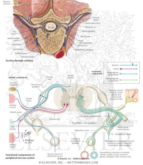 Spinal Cord and Peripheral Nerves