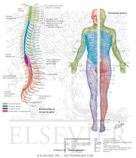 Spinal Nerves and Sensory Dermatomes