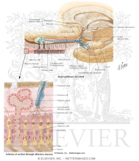 Smell: Olfactory Pathway