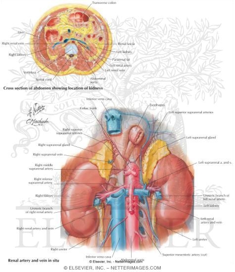 Watermarked preview of labeled image: Kidneys and Ureters