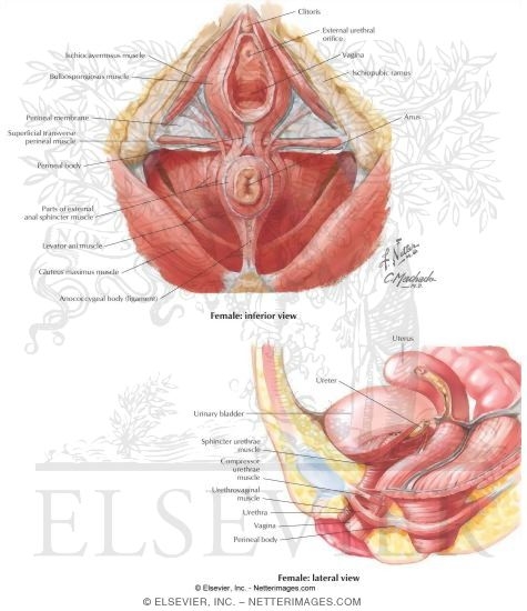 Pelvic Floor Muscles