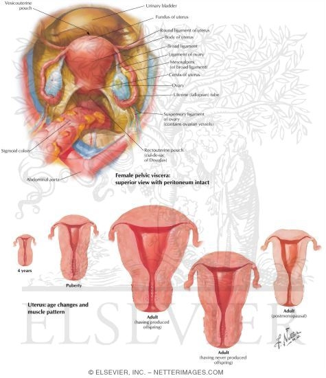 And vagina gif picture 61