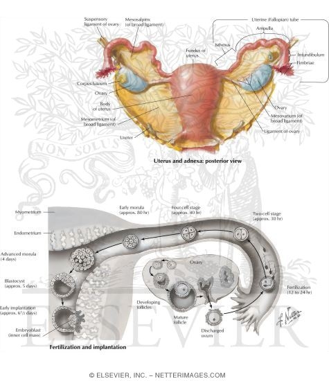 Watermarked preview of labeled image: Ovary and Ovulation