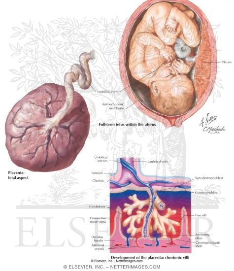 Pregnancy - The Placenta