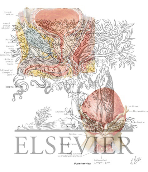 Watermarked preview of labeled image: Prostate
